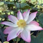 HaiGom11 Profile Picture