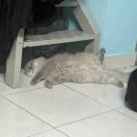 Nguyên Lê Profile Picture