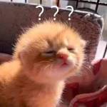 huy nguyễn Profile Picture