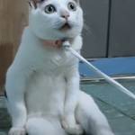 Phong Lê Profile Picture