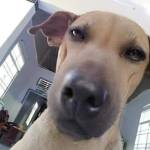 Lê Huy Profile Picture