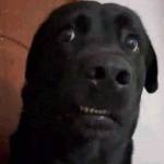 Phát Nguyễn Profile Picture