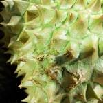 Van Hoang Profile Picture