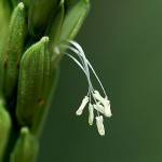 Xù Xù Xấu Xí Profile Picture