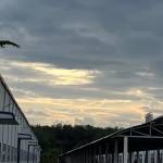 vutuan7733 Profile Picture