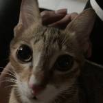 Ân Đỗ Profile Picture