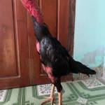 Gia Nguyễn Văn Profile Picture