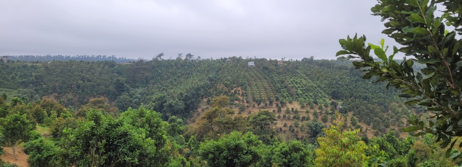 letruong Cover Image