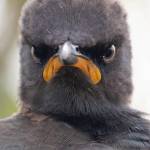 Traingoan421 Profile Picture