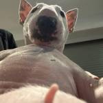 Canh Nguyen Profile Picture