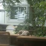 Tai Tran Profile Picture