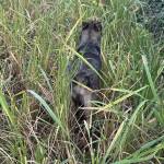 Ko Biet Profile Picture