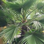 Hung Tao Profile Picture