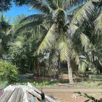 Nghia Quoc Profile Picture