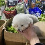 Chả Đỗ Profile Picture