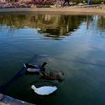 bung cho Profile Picture