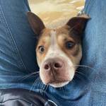 Quang Lê Profile Picture