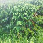 Long An Profile Picture