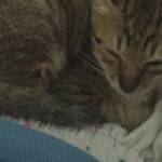 Mãi Huỳnh Profile Picture