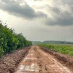 Lamtinhbatbai Profile Picture