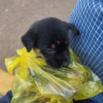 Nhoc1998 Pham Profile Picture