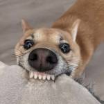 Leo Du Profile Picture