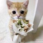 Lâm Trương Profile Picture