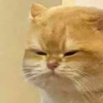 Kiên Trần Profile Picture