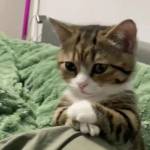 thinhtran Profile Picture