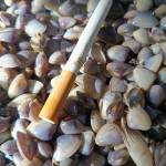 Mỹ Linh Profile Picture