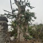 Quanvantruong Profile Picture