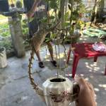 Cuong Nguyễn Profile Picture