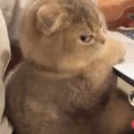 Rom Dainhan Profile Picture