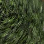 Văn Vũ Profile Picture