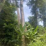 thusao Profile Picture