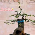 Lễ Phan Profile Picture