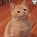 hiếu trần Profile Picture