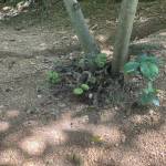 Minh Đặng Profile Picture