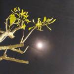 Tùng Phan Profile Picture