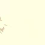 Hoang Tran Profile Picture