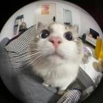 Nguyễn Long Profile Picture