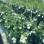 Huynguyen85 Profile Picture