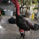 Anh 2 Py Profile Picture