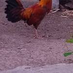 NgoThienbao Profile Picture