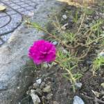 Nam Tran Profile Picture