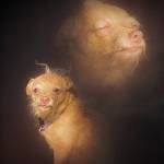 Kanjin Profile Picture