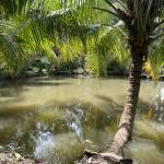 Cuong Le Profile Picture