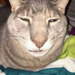 Minh Vương Nguyễn Profile Picture