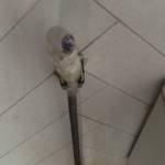 Trung Nguyễn Profile Picture