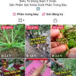 Gà Vàng Profile Picture